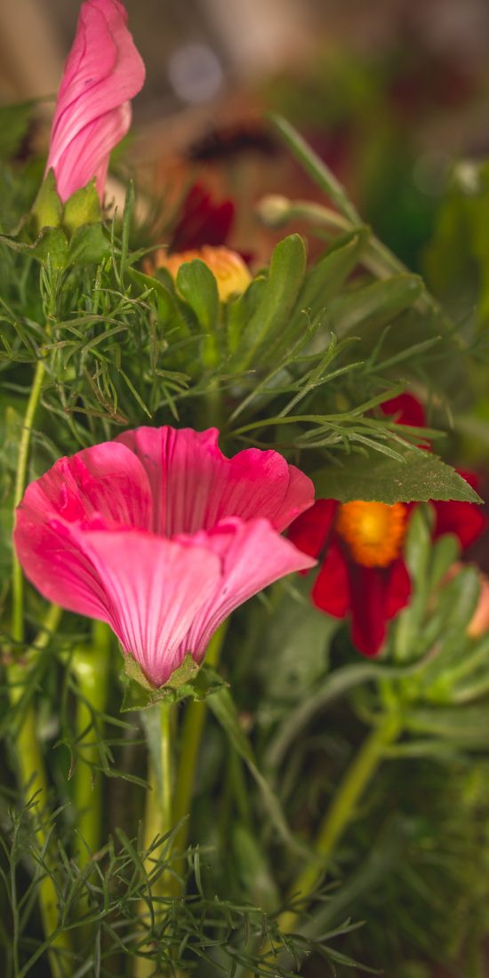 Sommarmalva som snittblomma