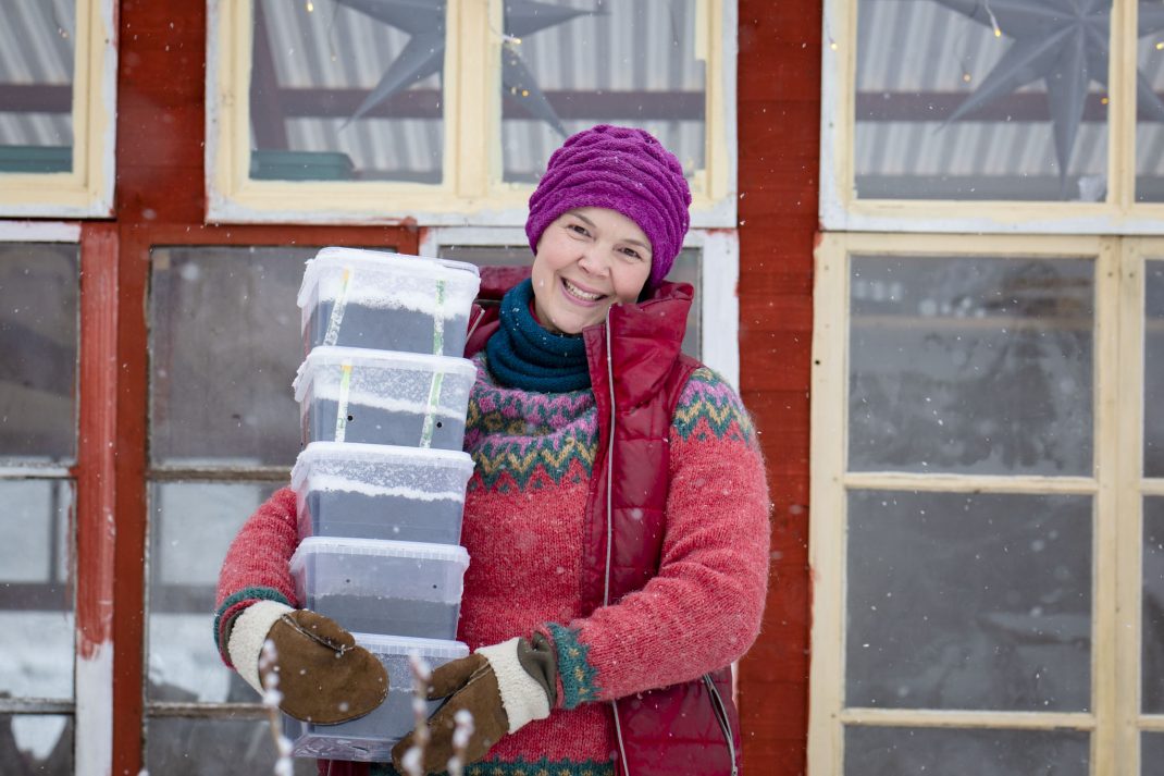 Vintersådd i snö