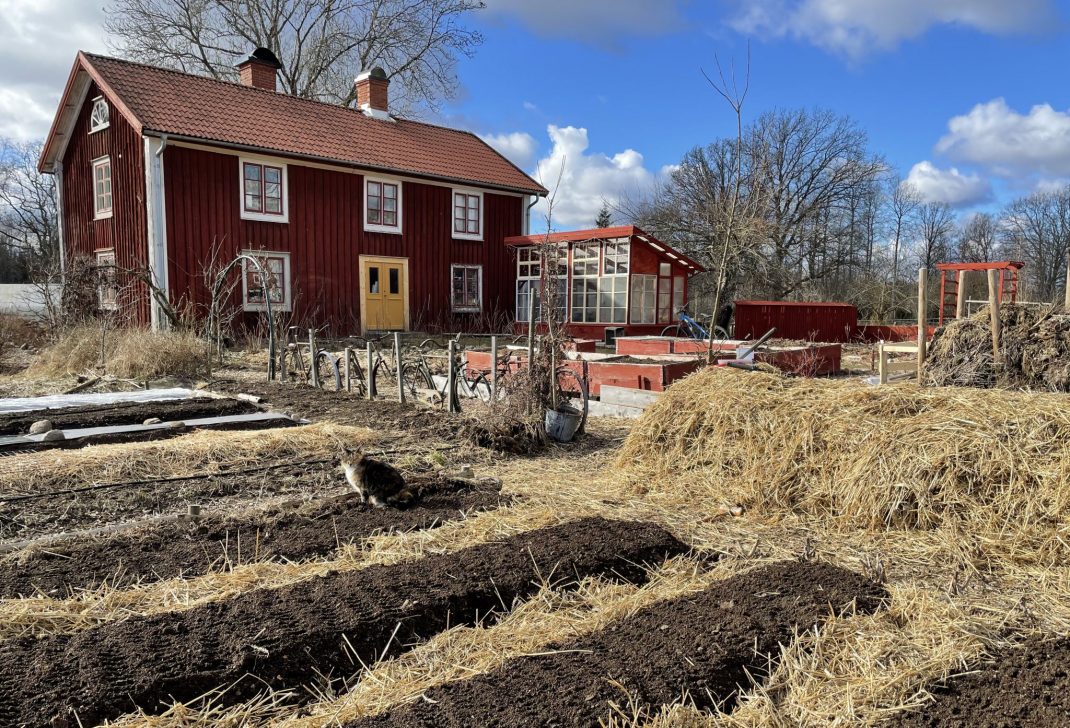 Bild på köksträdgården med bäddar med svart jord. 