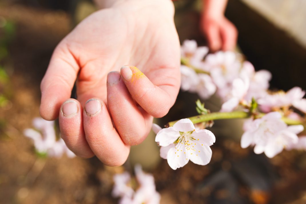 Pollinera persikoträd med fingret