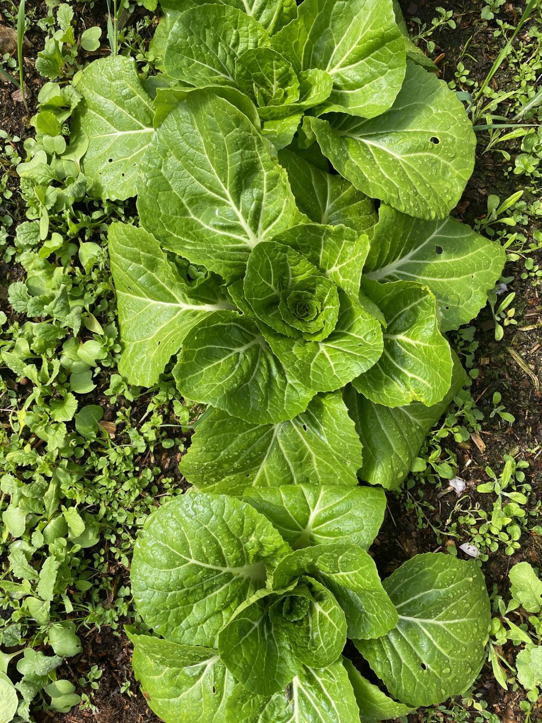 Närbild på tre gröna kålplantor.