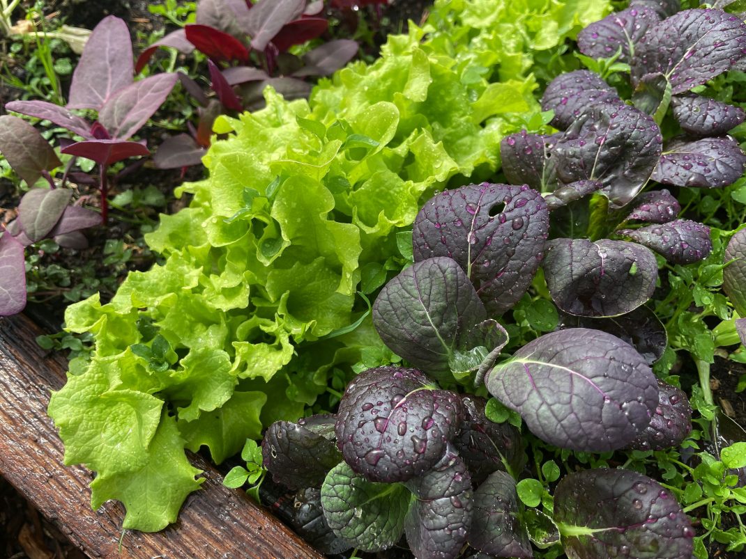 Närbild på bladgrönsaker i olika färger