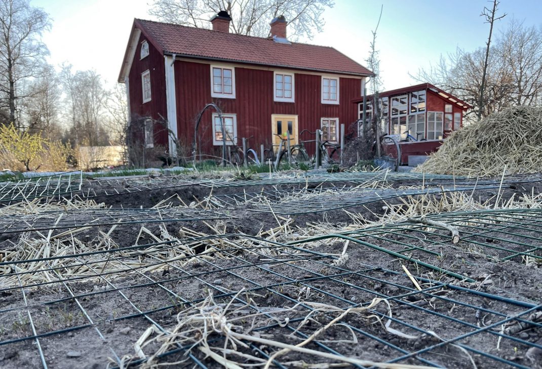 Köksträdgård med bar mark och galler på bäddarna. 