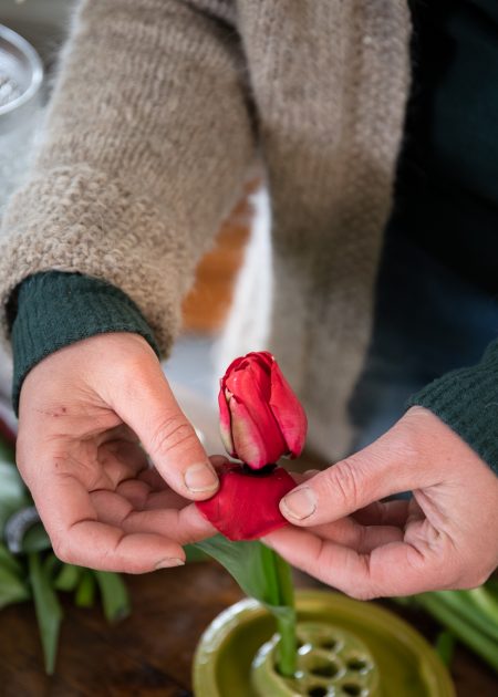 Saras händer i färd med att vika ut kronbladen på en röd tulpan.