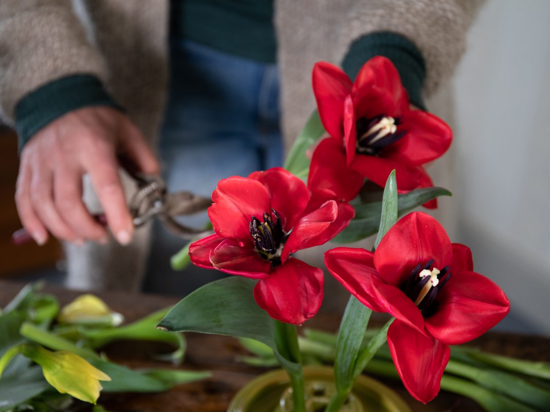 Ett vackert arrangemang av röda utvikta tulpaner i en blomhållare.