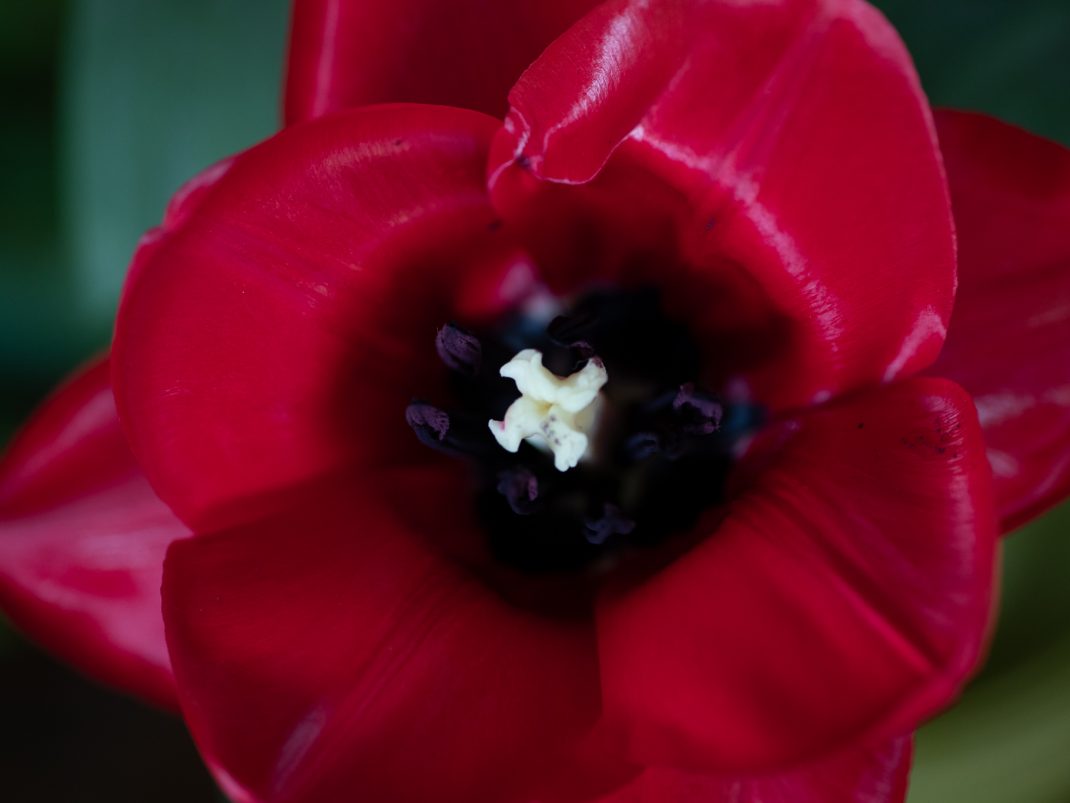Närbild av en röd tulpan.