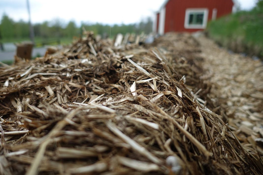 Närbild på ensilage.