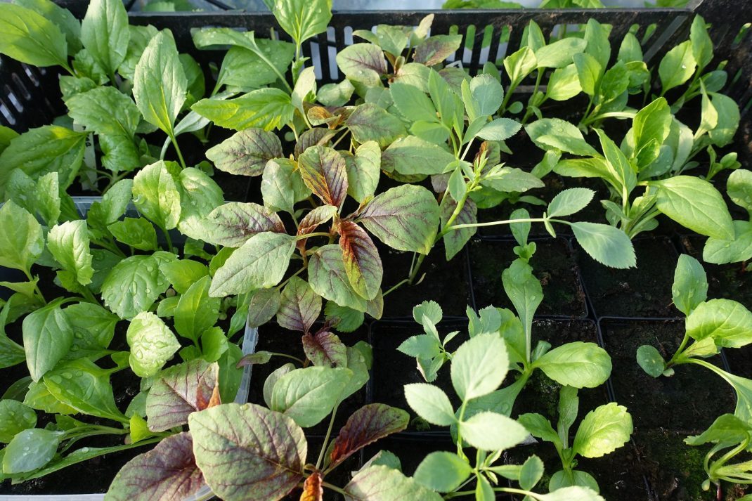 Gröna plantor i svarta krukor.