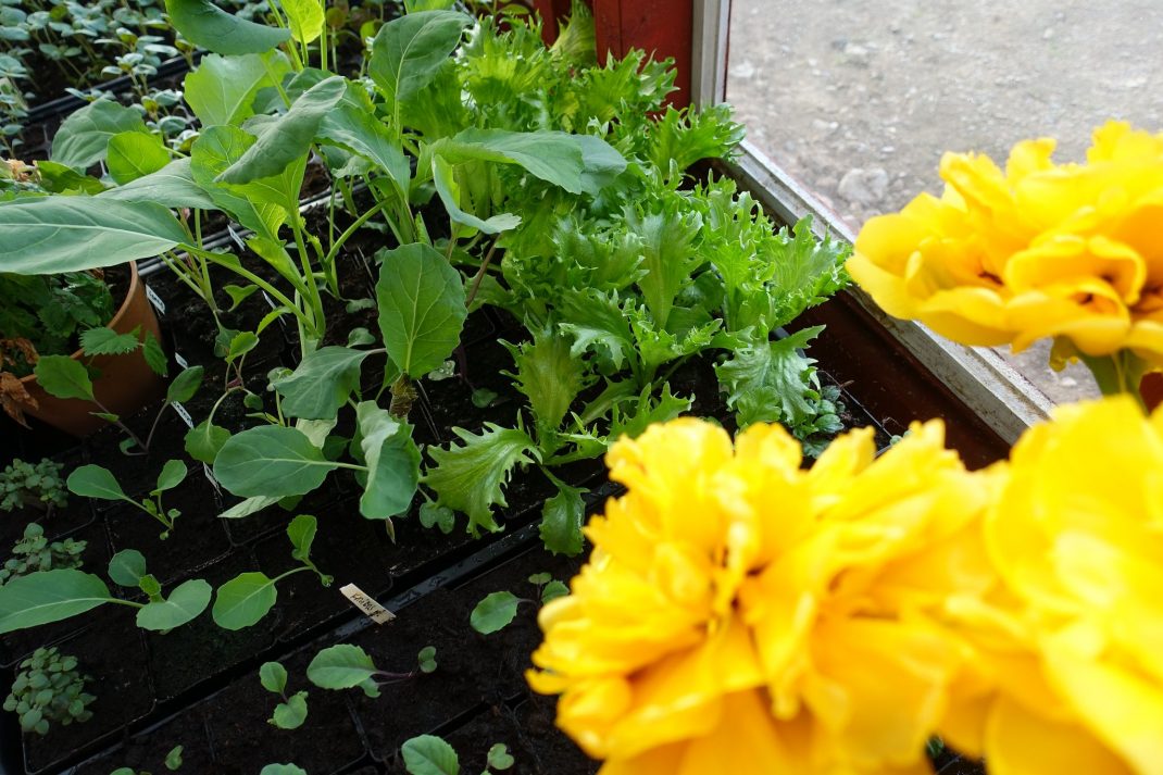 Små gröna plantor och gula tomater bredvid varandra. 