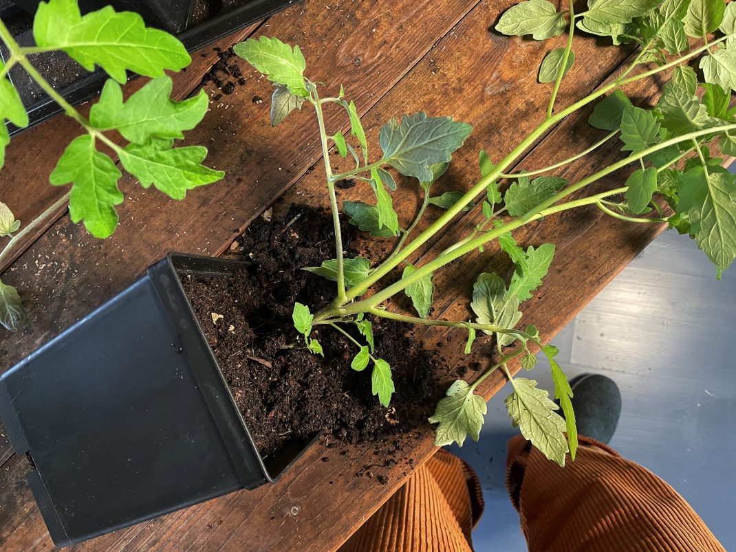Tomatplanta ligger på ett bord, den har två toppar. 