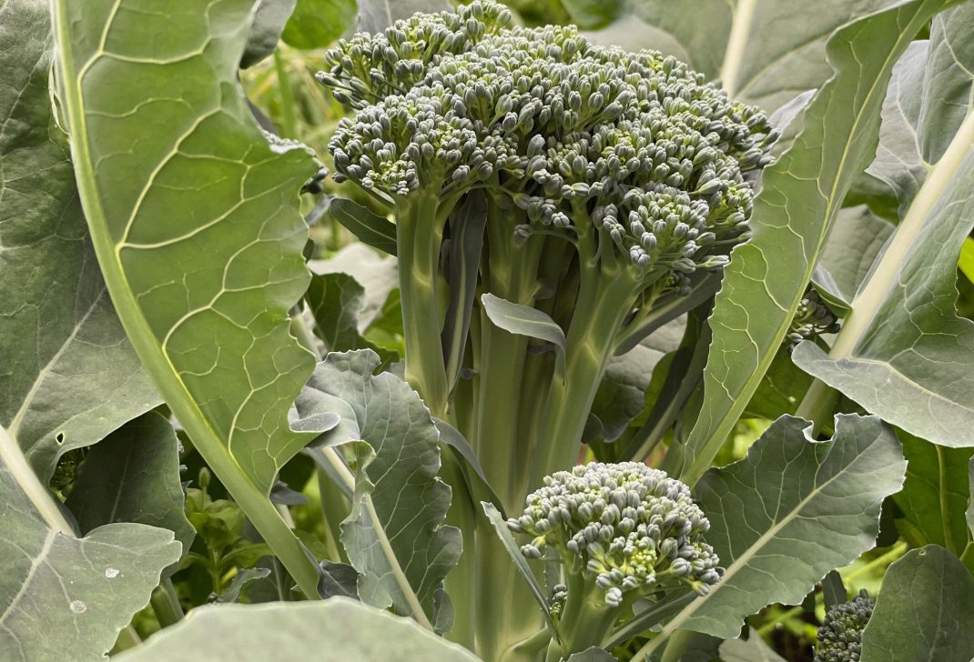 Bild på toppsott av broccoli och gröna frodiga blad. 