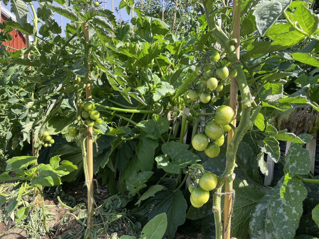 Gröna tomater på frodiga buskar på friland. 