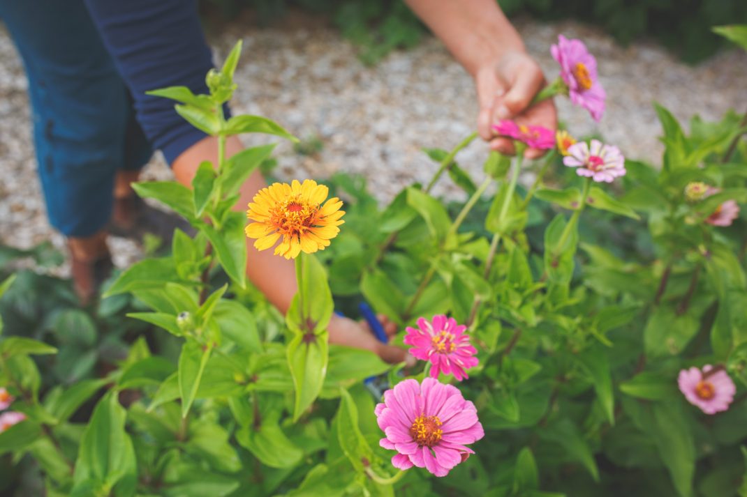 Sara plockar zinnia 