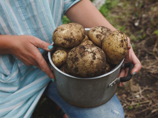 Potatis som ska bli hemmagjort potatismos