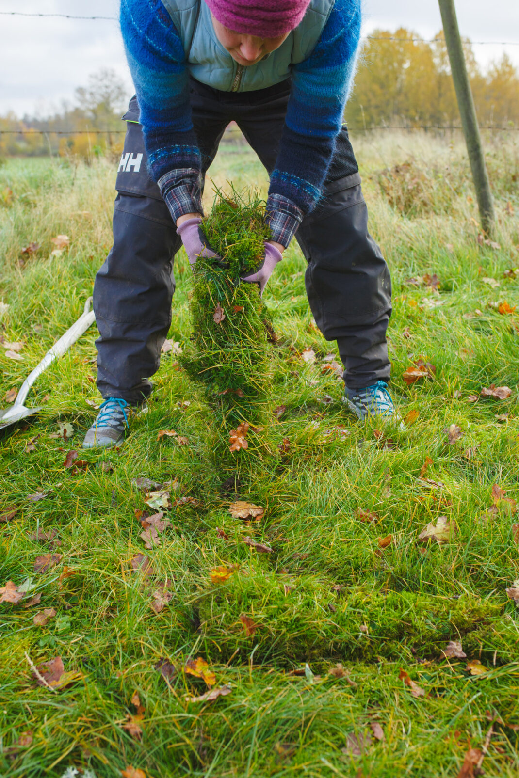 Sara gräver en ram till odlingsbädd på gräsmatta