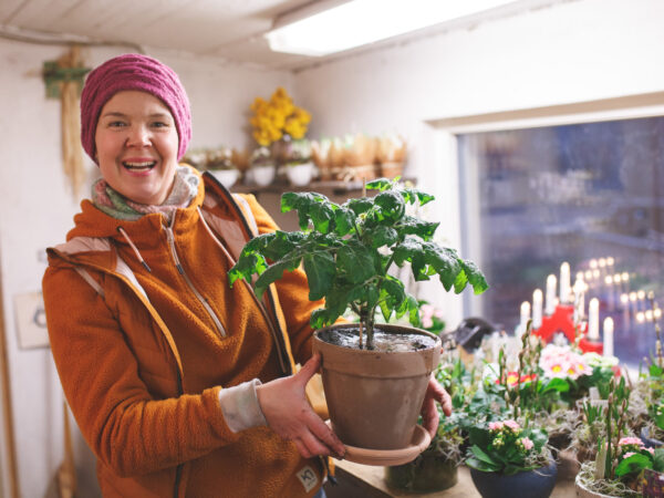 Sara med nyplanterad tomatplanta