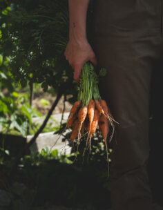 En hand håller ett knippe nyskördade morötter.