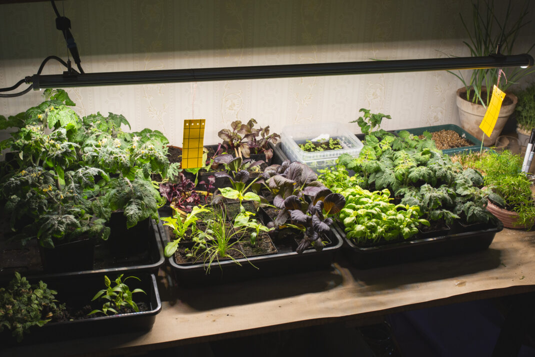 Ett stort bord fullt med ätbara växter